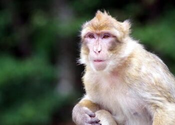 Critical Metals Skyrockets 30% Following Greenland Ownership Approval!