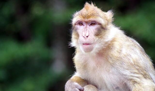 Critical Metals Skyrockets 30% Following Greenland Ownership Approval!