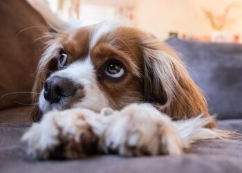 Transforming the King Charles Coastal Path: Exciting New Developments on Gibraltar Point Bridge!