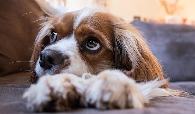 Transforming the King Charles Coastal Path: Exciting New Developments on Gibraltar Point Bridge!