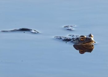 Finland’s President and Jordan’s King to Hold Crucial Talks This Saturday