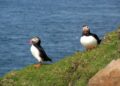 Uncover the Magic of Mykines: A Birdwatcher’s Dream Destination in the Faroe Islands!