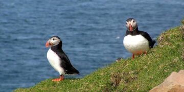 Uncover the Magic of Mykines: A Birdwatcher’s Dream Destination in the Faroe Islands!