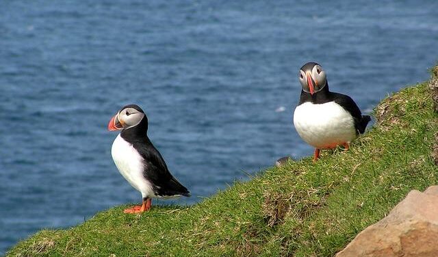 Uncover the Magic of Mykines: A Birdwatcher’s Dream Destination in the Faroe Islands!