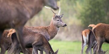 Belgium Takes Center Stage in Mine Clearance: A Strategic Game-Changer for the Strait of Hormuz