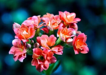 85-Year-Old Widow’s Emotional Journey Home to France After Being Freed from US Custody