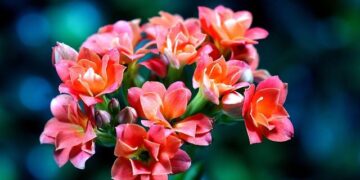 85-Year-Old Widow’s Emotional Journey Home to France After Being Freed from US Custody