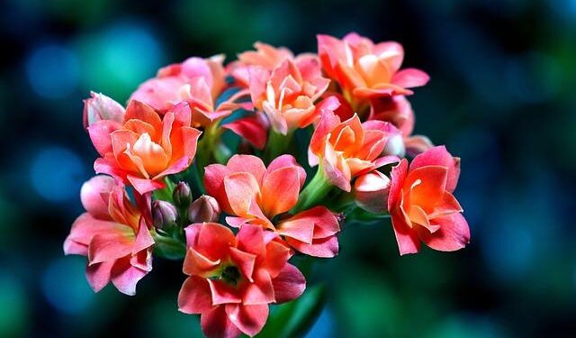 85-Year-Old Widow’s Emotional Journey Home to France After Being Freed from US Custody