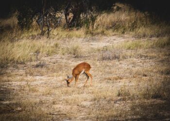 Discovering the Secrets Behind Zimbabwe’s Surprising Economic Boom!
