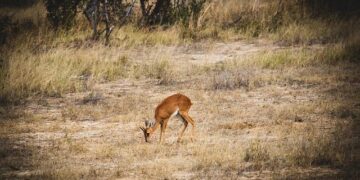 Discovering the Secrets Behind Zimbabwe’s Surprising Economic Boom!