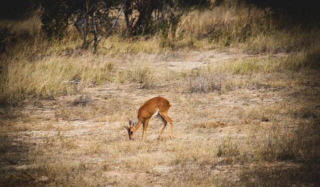 Discovering the Secrets Behind Zimbabwe’s Surprising Economic Boom!