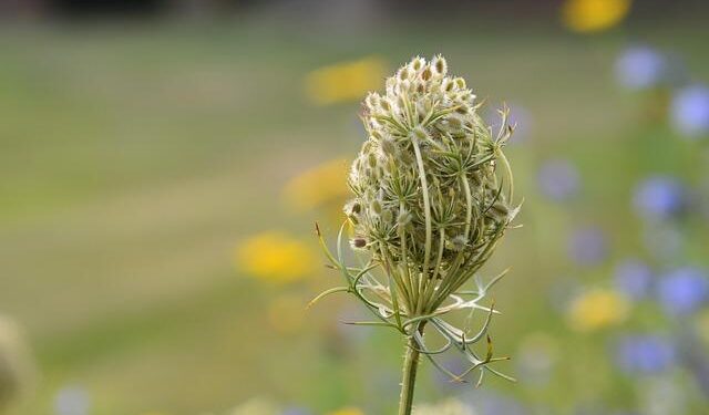 Unveiling the Latest Trends in Mauritania’s Population Movements: Key Insights and Developments