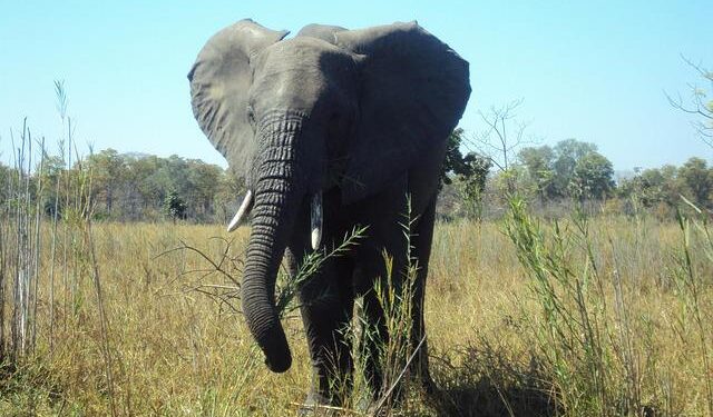 Experience a Spiritual Revolution: Prophet Wakisa Chizaso Unveils the ‘Kingdom Wealth Service’ in Harare!