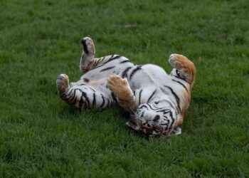 Brewers Stumble Against Tigers: Chad Patrick’s Struggles and a Quiet Offense Spell Defeat