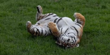 Brewers Stumble Against Tigers: Chad Patrick’s Struggles and a Quiet Offense Spell Defeat