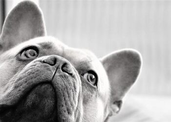 Behind the Scenes of Crime: Gang Member Faces Justice in Tonga for Drug Deal