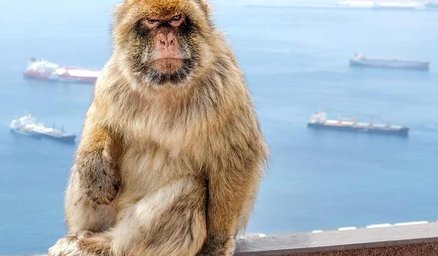 How Gibraltar’s Monkeys Beat Junk Food to Maintain Their Health!