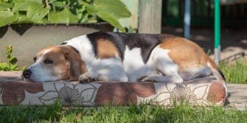 Estonian PM Michal Advocates for Swift EU Membership for Ukraine and Urges Bold Reforms