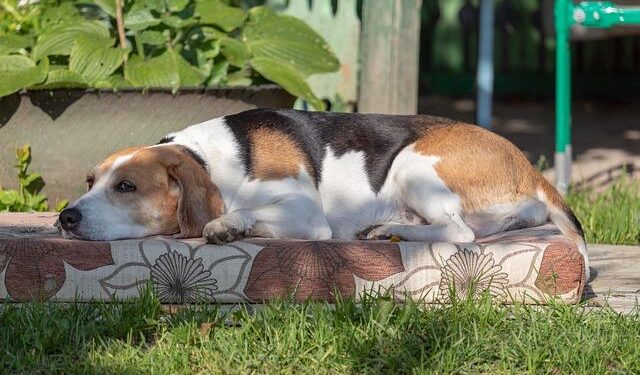 Estonian PM Michal Advocates for Swift EU Membership for Ukraine and Urges Bold Reforms