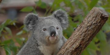 Oceania Marina Unveils a Dazzling Transformation: Experience a New Era of Luxury!