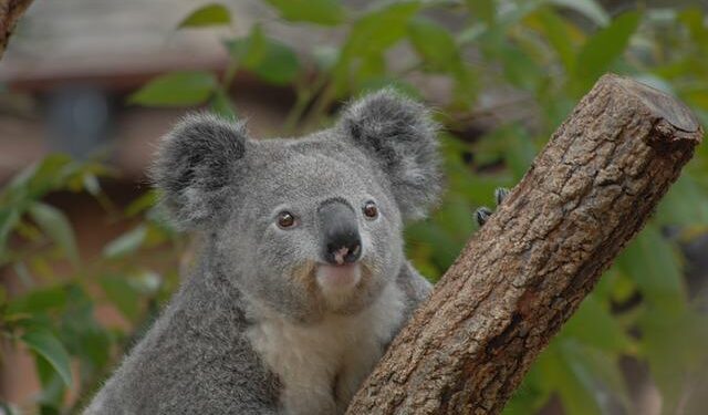 Oceania Marina Unveils a Dazzling Transformation: Experience a New Era of Luxury!