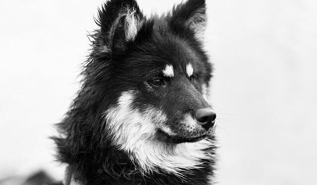 Celebrating Friendship: Kurti Reflects on Ambassador Whitaker’s Reception Honoring Kosovo-US Ties