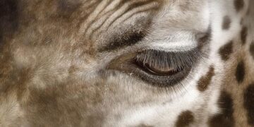 Zambia Bids Farewell: A Nation Unites in Mourning for Its Former President