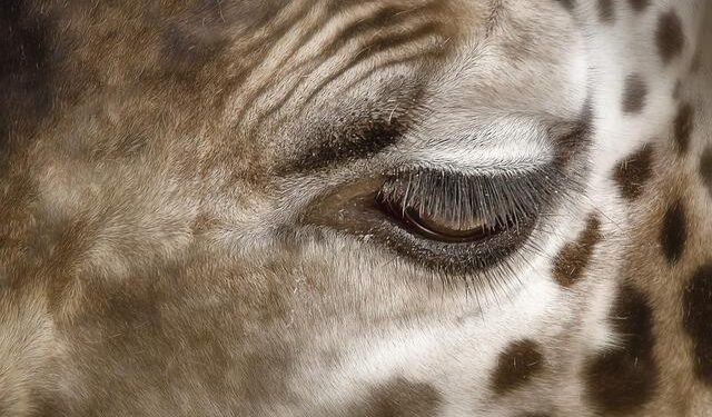 Zambia Bids Farewell: A Nation Unites in Mourning for Its Former President