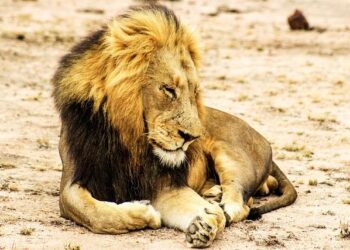 Desert Lions Discover the Ocean: The Captivating Shift to Marine Hunting Along Namibia’s Coast