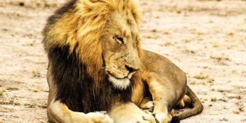Desert Lions Discover the Ocean: The Captivating Shift to Marine Hunting Along Namibia’s Coast