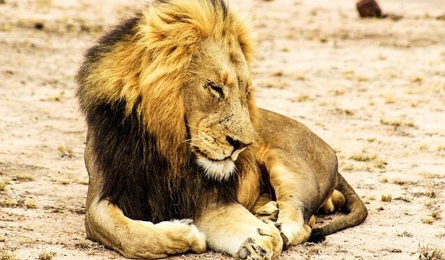 Desert Lions Discover the Ocean: The Captivating Shift to Marine Hunting Along Namibia’s Coast