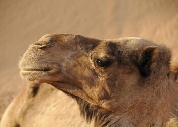 Morocco’s Game-Changing $25 Billion Gas Pipeline Project Kicks Off Fundraising Efforts!