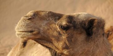 Morocco’s Game-Changing $25 Billion Gas Pipeline Project Kicks Off Fundraising Efforts!