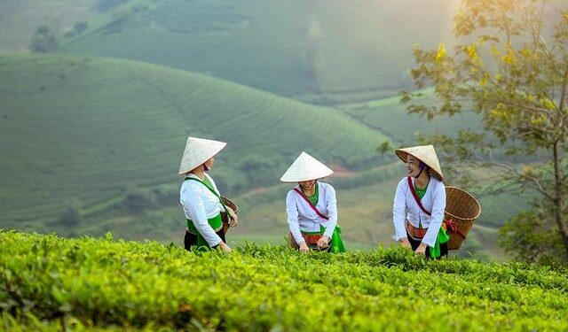 Impending Fertilizer Crisis Poses Major Risk to Cocoa Production in Top Global Producer