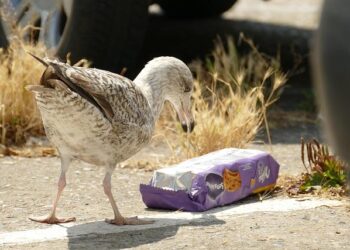 Microplastics in Tuvalu’s Fish: A Rising Danger to Pacific Culinary Traditions