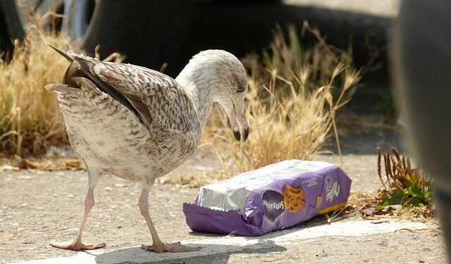 Microplastics in Tuvalu’s Fish: A Rising Danger to Pacific Culinary Traditions