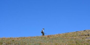 Exciting News: Turkey Hunting Season Opens in Connecticut This Wednesday!