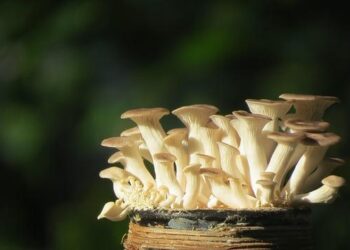 Monaco’s Private Sector Salaries Reach an Astonishing €5,195 a Month!