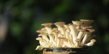 Monaco’s Private Sector Salaries Reach an Astonishing €5,195 a Month!