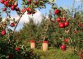 Empowering Futures: How Youth and Women Can Thrive in the Apple Farming Revolution