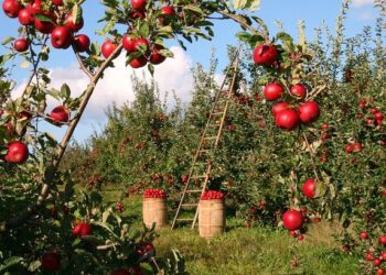 Empowering Futures: How Youth and Women Can Thrive in the Apple Farming Revolution