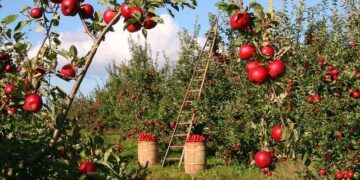 Empowering Futures: How Youth and Women Can Thrive in the Apple Farming Revolution