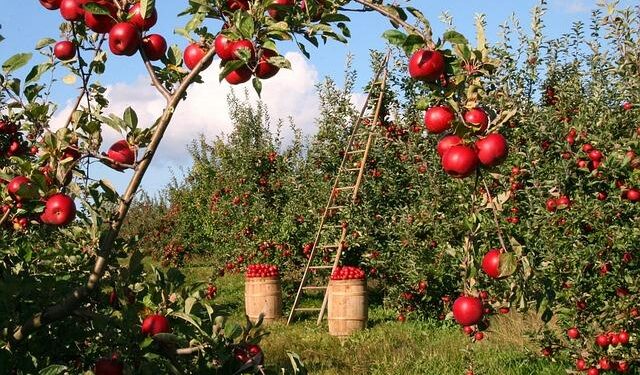 Empowering Futures: How Youth and Women Can Thrive in the Apple Farming Revolution