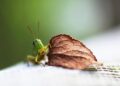 Grasshoppers: The Essential Survival Resource for Northern Nigerian Families