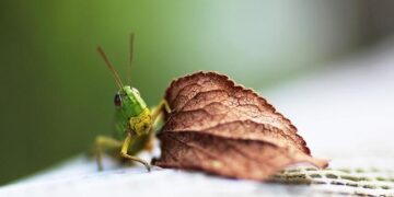 Grasshoppers: The Essential Survival Resource for Northern Nigerian Families