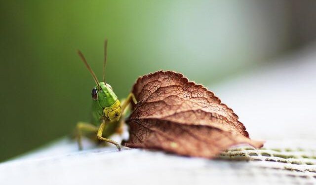 Grasshoppers: The Essential Survival Resource for Northern Nigerian Families