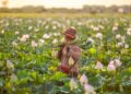 Latvian Farmers Brace for Challenges as a New Season Dawns