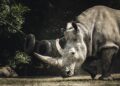 Tragic Loss in the Wild: A Mother Rhino Poached, Leaving Her Calf to Face an Uncertain Future