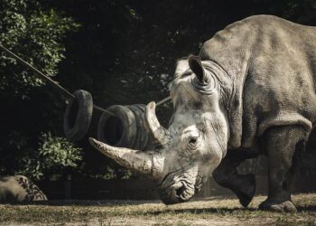 Tragic Loss in the Wild: A Mother Rhino Poached, Leaving Her Calf to Face an Uncertain Future