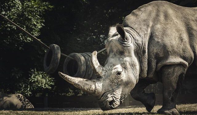 Tragic Loss in the Wild: A Mother Rhino Poached, Leaving Her Calf to Face an Uncertain Future
